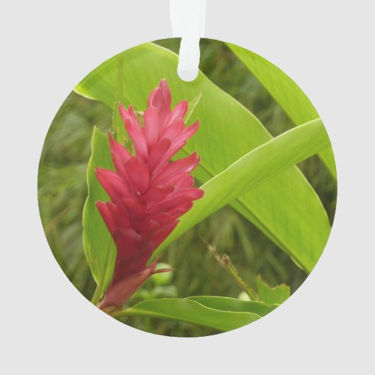 Red Ginger Blume (Alpinia) Tropical Ornament (Rückseite)