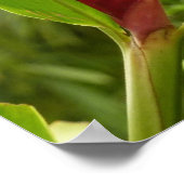 Red Ginger Blume (Alpinia) Tropical Poster (Ecke)