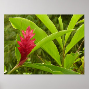 Red Ginger Blume (Alpinia) Tropical Poster