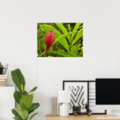 Red Ginger Blume (Alpinia) Tropical Poster (Heimbüro)