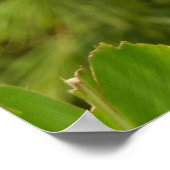 Red Ginger Blume (Alpinia) Tropical Poster (Ecke)