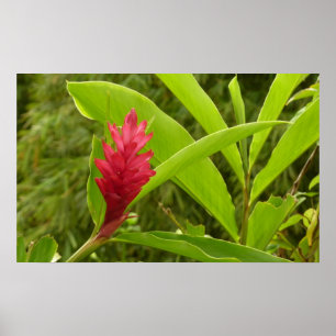 Red Ginger Blume (Alpinia) Tropical Poster