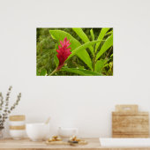 Red Ginger Blume (Alpinia) Tropical Poster (Küche)