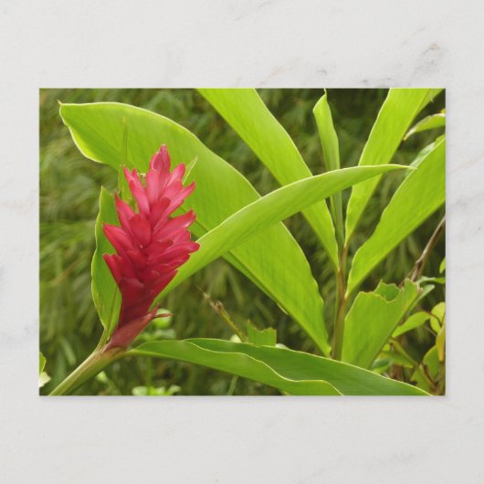 Red Ginger Blume (Alpinia) Tropical Postkarte (Vorderseite)