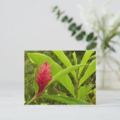Red Ginger Blume (Alpinia) Tropical Postkarte (Stehend Vorderseite)
