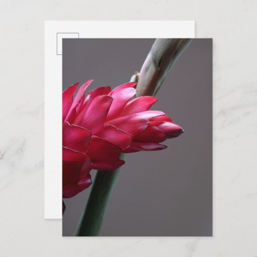 Red Ginger Blumen Postcard Postkarte (Vorne/Hinten)