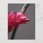 Red Ginger Blumen Postcard Postkarte (Vorderseite)