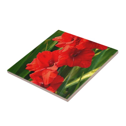 Red Gladiolas Fliese (Seite)
