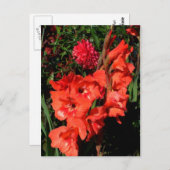 Red Gladiolas Postkarte (Vorne/Hinten)