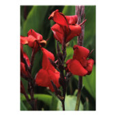 Red Gladiolus Fotodruck (Vorne)