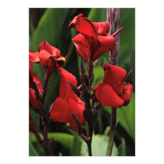 Red Gladiolus Fotodruck