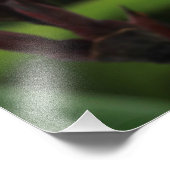 Red Gladiolus Fotodruck (Ecke)