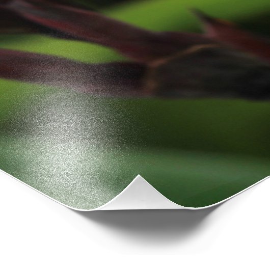 Red Gladiolus Fotodruck (Ecke)