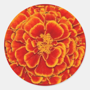 Red & Gold Marigold Blume Geschenke von Sharles Runder Aufkleber