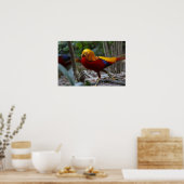 Red Golden Pheasant Poster (Küche)