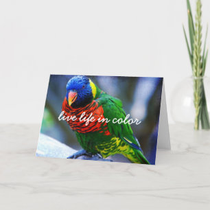 Red Green Blue Bird Live Life in Color Script Bold Karte