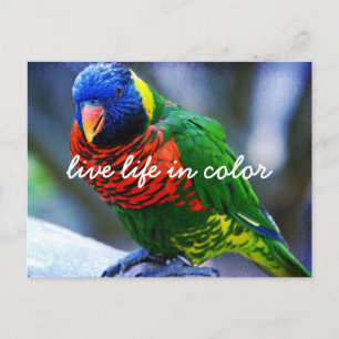 Red Green Blue Lorikeet Bird Live Life Postkarte