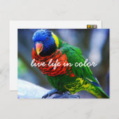 Red Green Blue Lorikeet Bird Live Life Postkarte (Vorne/Hinten)