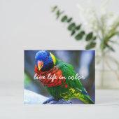 Red Green Blue Lorikeet Bird Live Life Postkarte (Stehend Vorderseite)