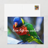 Red Green Blue Lorikeet Bird Live Life Postkarte (Vorne/Hinten)