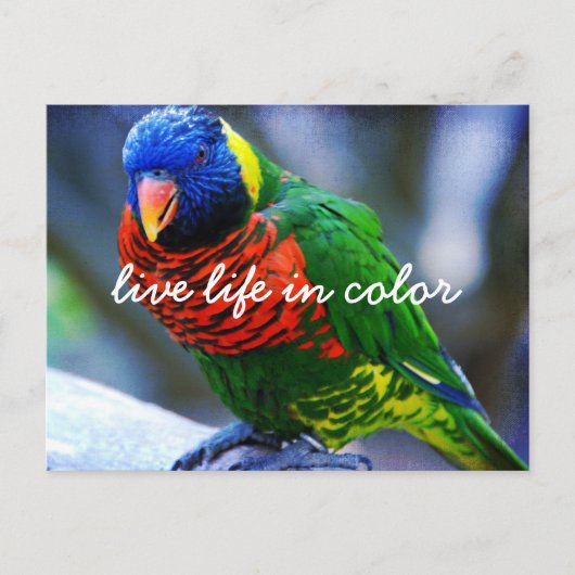 Red Green Blue Lorikeet Bird Live Life Postkarte (Vorderseite)
