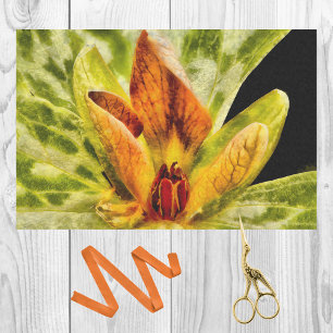 Red Green Toadshade Trillium Bud Watercolor Look Seidenpapier