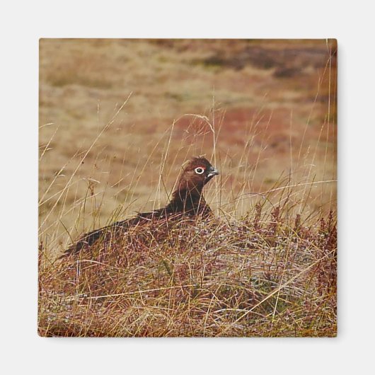 Red Grouse Magnet (Vorne)