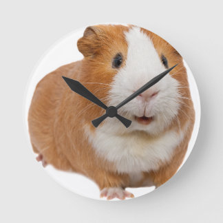 red guinea pig runde wanduhr