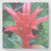 Red Guzmania Bromeliad Floral Steinuntersetzer (Vorderseite)