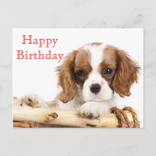 Red Happy Birthday Cavalier King Charles Spaniel Postkarte (Vorderseite)