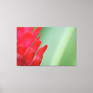 Red Hawaiian Ginger Blume Leinwanddruck