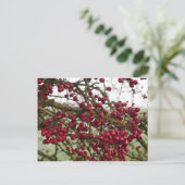 Red Hawthorn Berries Postkarte (Stehend Vorderseite)