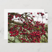 Red Hawthorn Berries Postkarte (Vorne/Hinten)