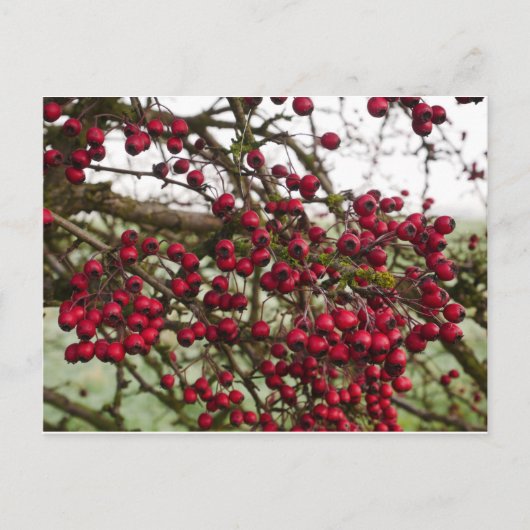 Red Hawthorn Berries Postkarte (Vorderseite)