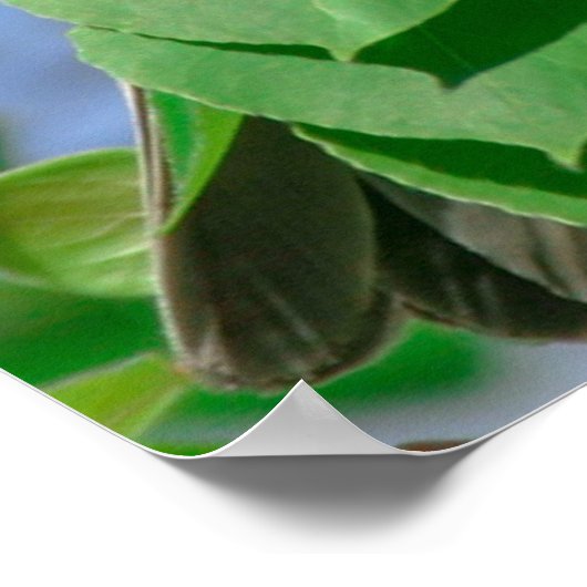 Red Headed House Finish Poster (Ecke)