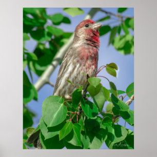 Red Headed House Finish Poster
