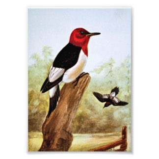 Red Headed Woodpecker Art Fotodruck