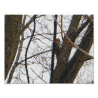 Red Headed Woodpecker