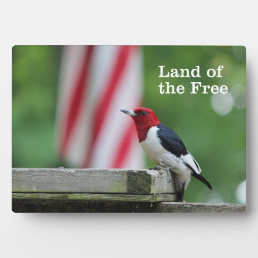 Red-headed Woodpecker Fotoplatte (Vorderseite)