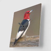 Red-headed Woodpecker on fence Quadratische Wanduhr (Winkel)