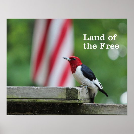 Red-headed Woodpecker Poster (Vorne)