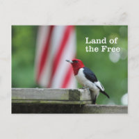 Red-headed Woodpecker