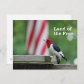 Red-headed Woodpecker Postkarte (Vorne/Hinten)