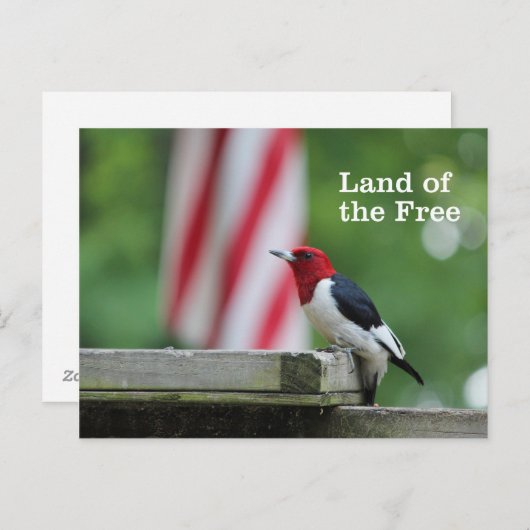 Red-headed Woodpecker Postkarte (Vorne/Hinten)