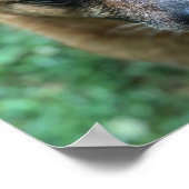 Red Healer Australischer Rinderhund Poster (Ecke)