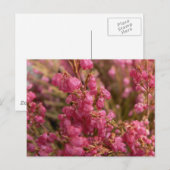 Red Heather Blume Postkarte (Vorne/Hinten)