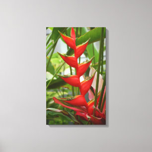 Red Heliconia Leinwanddruck