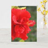 Red Hibiscus Close Karte (Gelbe Blume)