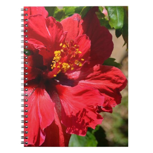 Red Hibisken Notebook Notizblock (Vorderseite)