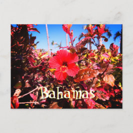 Red Hibiskus Bahamas Postkarte